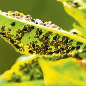 От этого средства тля бежит как ошпаренная: дешевый рецепт из СССР